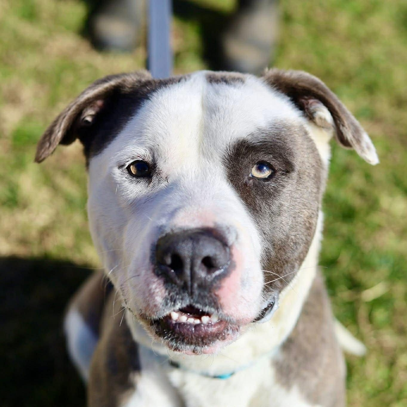 Enlarge Max, a ADOPTABLE mixed breed in East Granby, CT image 3/6