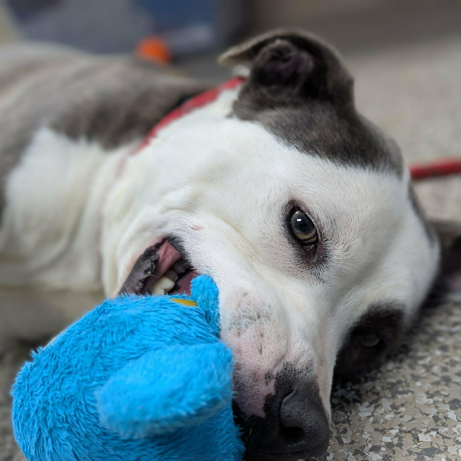 Enlarge Max, a ADOPTABLE mixed breed in East Granby, CT image 5/6