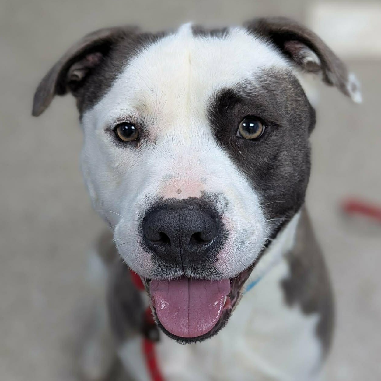 Enlarge Max, a ADOPTABLE mixed breed in East Granby, CT image 1/6