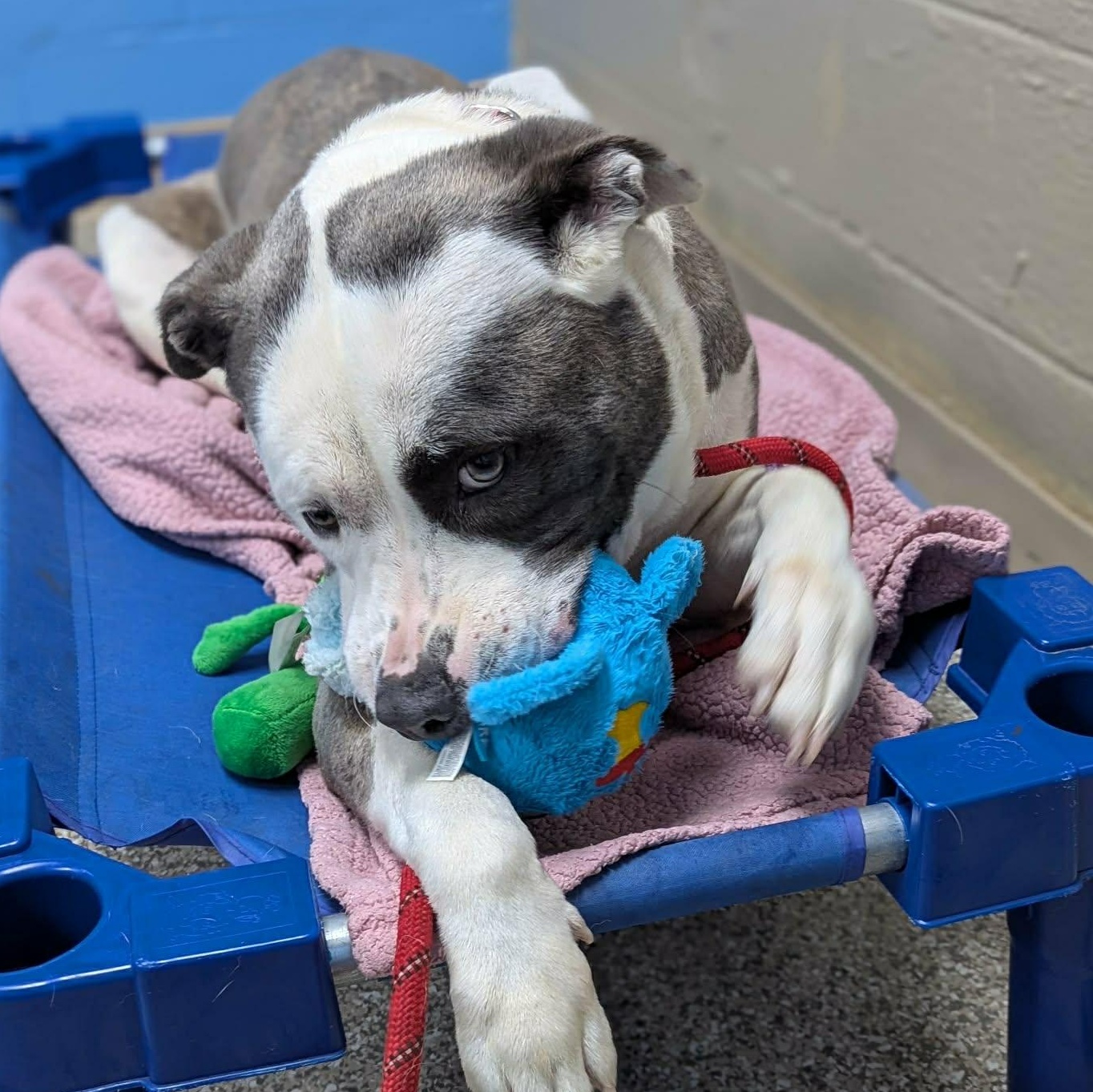 Enlarge Max, a ADOPTABLE mixed breed in East Granby, CT image 4/6
