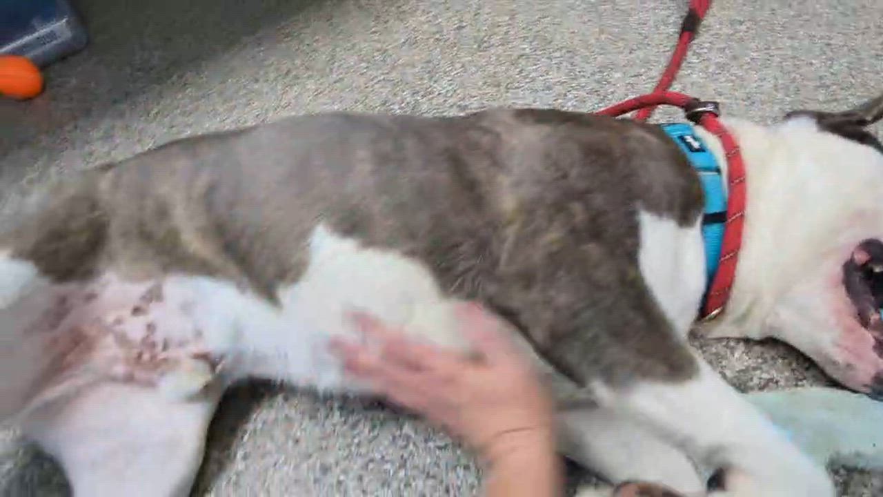 Enlarge Max, a ADOPTABLE mixed breed in East Granby, CT video 6/6