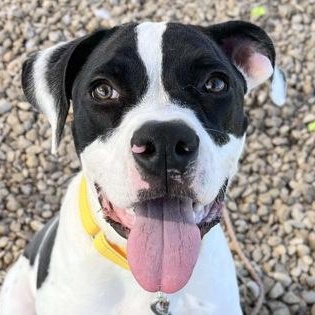 Thompson, a Adoptable Mixed Breed in Georgetown, TX image 4/6