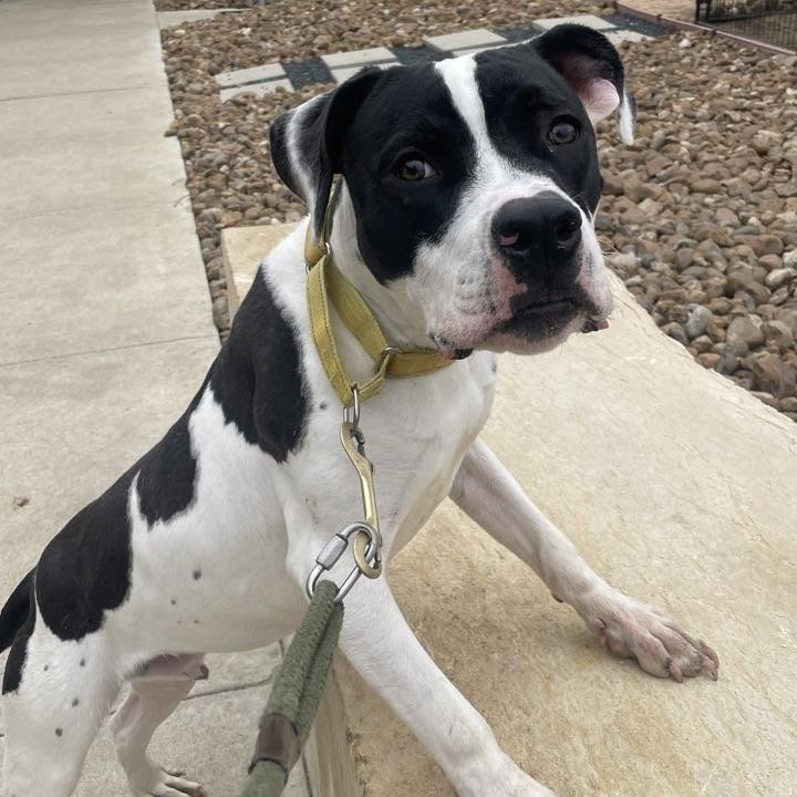 Thompson, Adoptable, Young Male Mixed Breed.