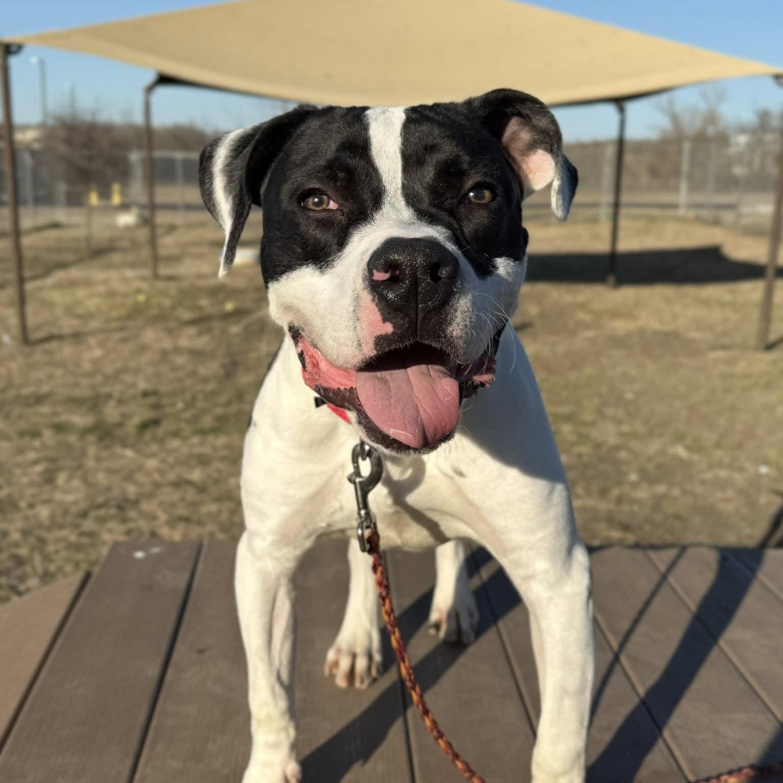 Thompson, a Adoptable Mixed Breed in Georgetown, TX image 2/6