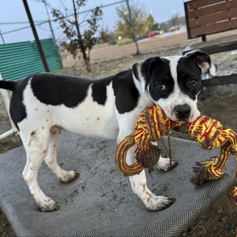 Thompson, a Adoptable Mixed Breed in Georgetown, TX image 3/6