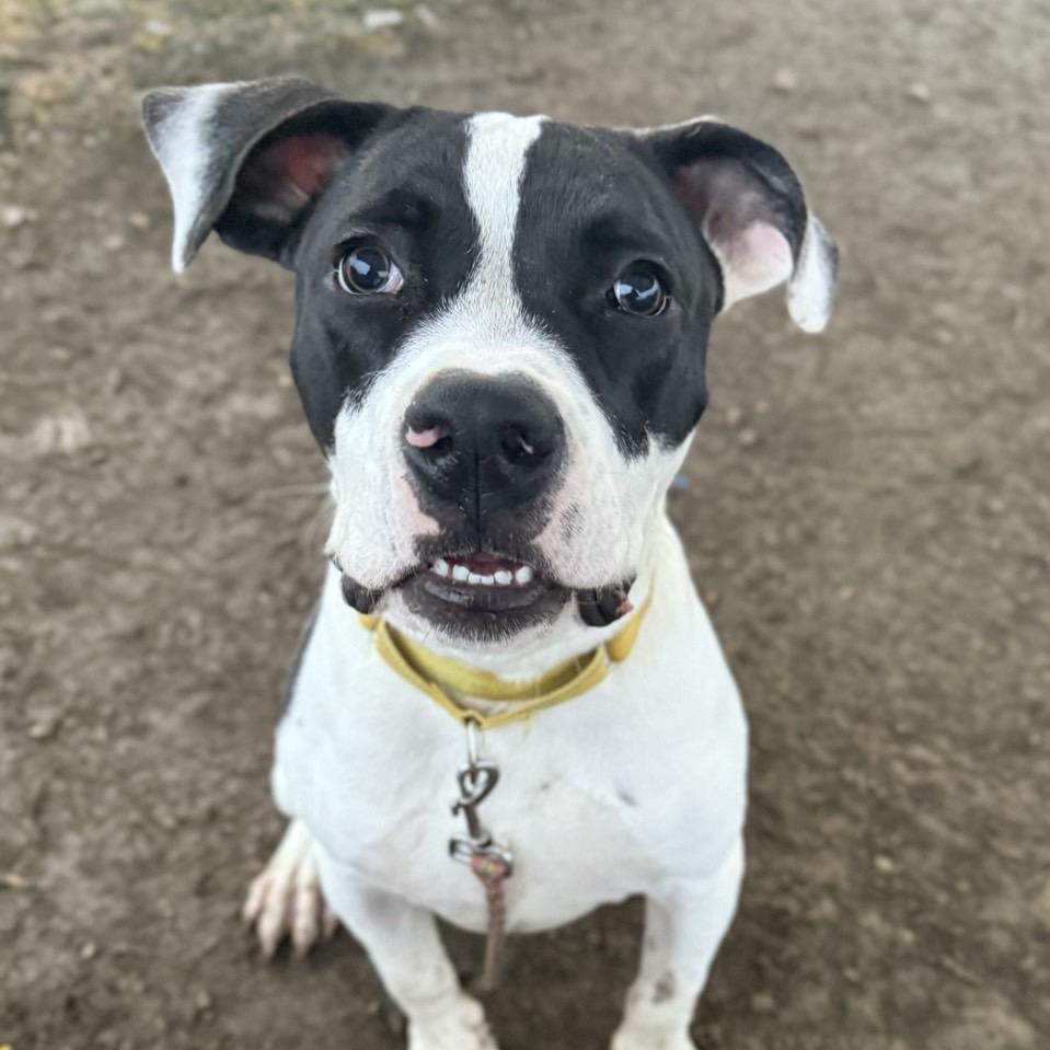 Thompson, a Adoptable Mixed Breed in Georgetown, TX image 5/6