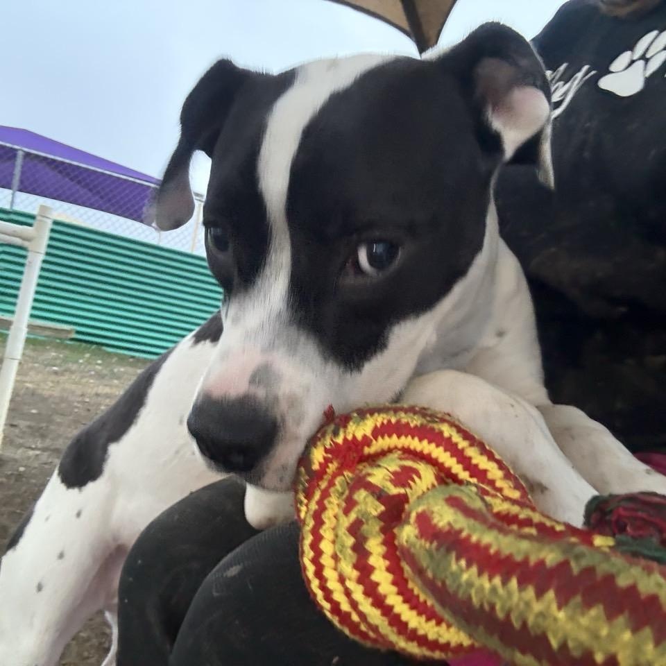 Thompson, a Adoptable Mixed Breed in Georgetown, TX image 6/6