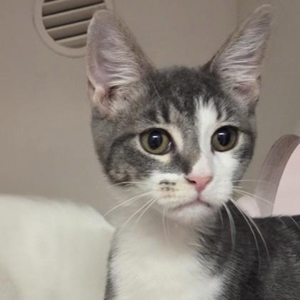 Hyacinth, Adoptable, Kitten Female Domestic Short Hair & Domestic Short Hair.