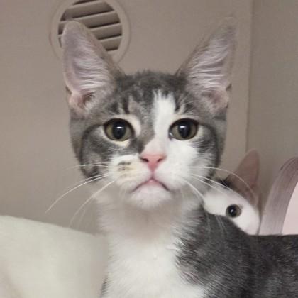 Hyacinth, a Adoptable mixed breed in Voorhees, NJ image 2/2