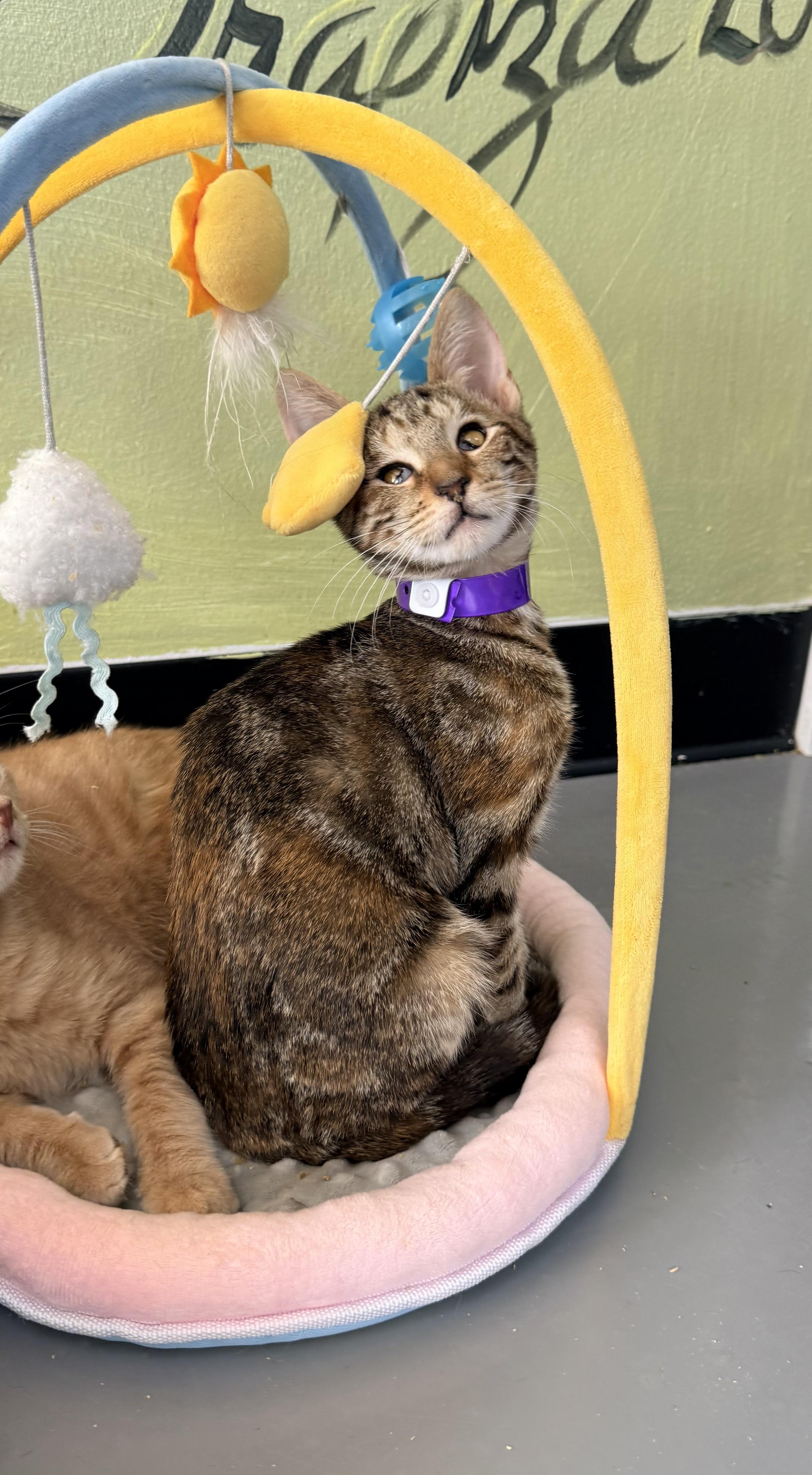 Enlarge See See, a Adoptable Torbie in Tavares, FL image 3/3
