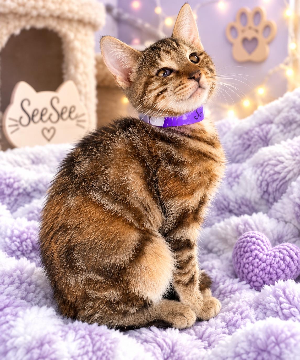 Enlarge See See, a Adoptable Torbie in Tavares, FL image 2/3