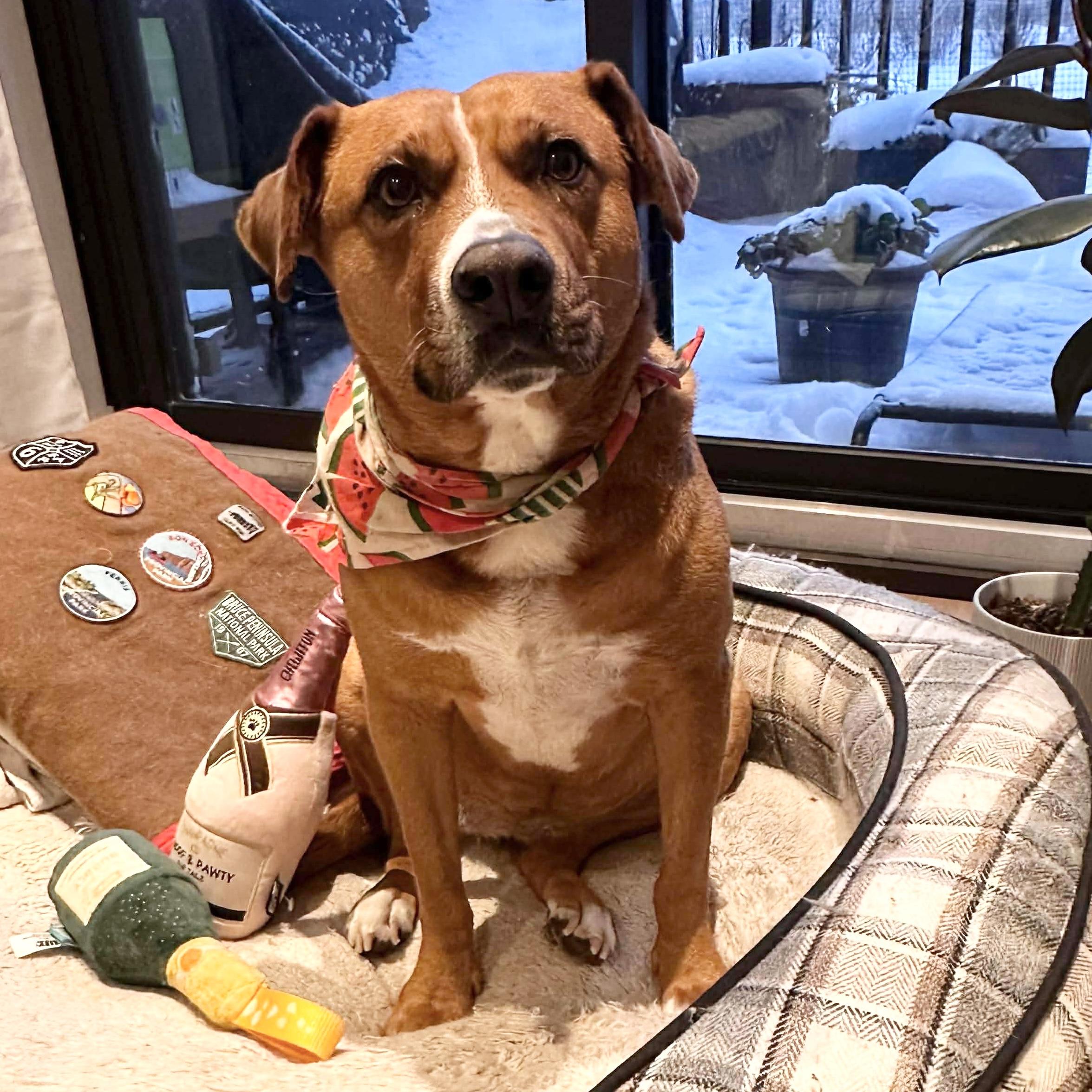 Felice, a ADOPTABLE mixed breed in Windsor, ON image 5/6