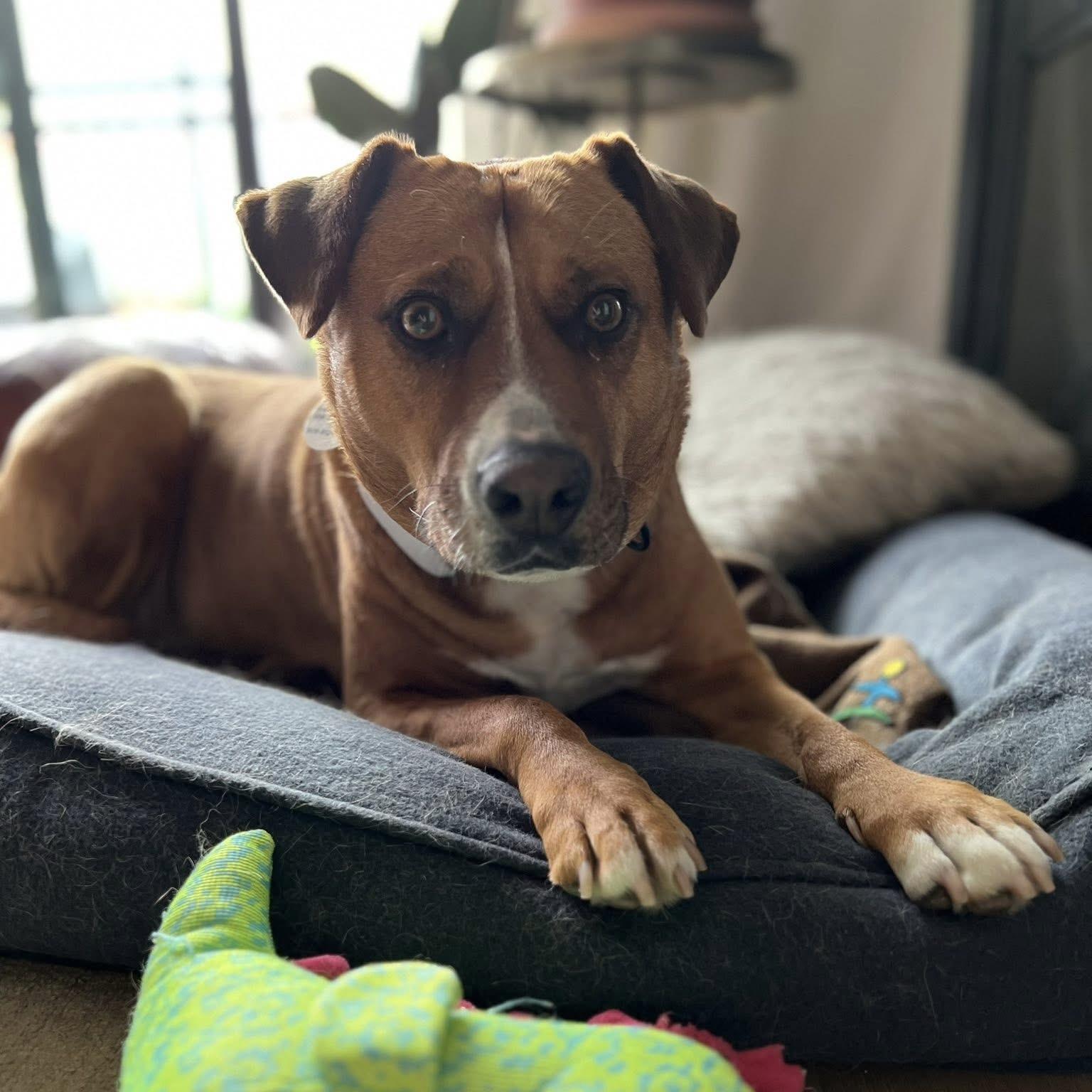 Felice, a ADOPTABLE mixed breed in Windsor, ON image 3/6