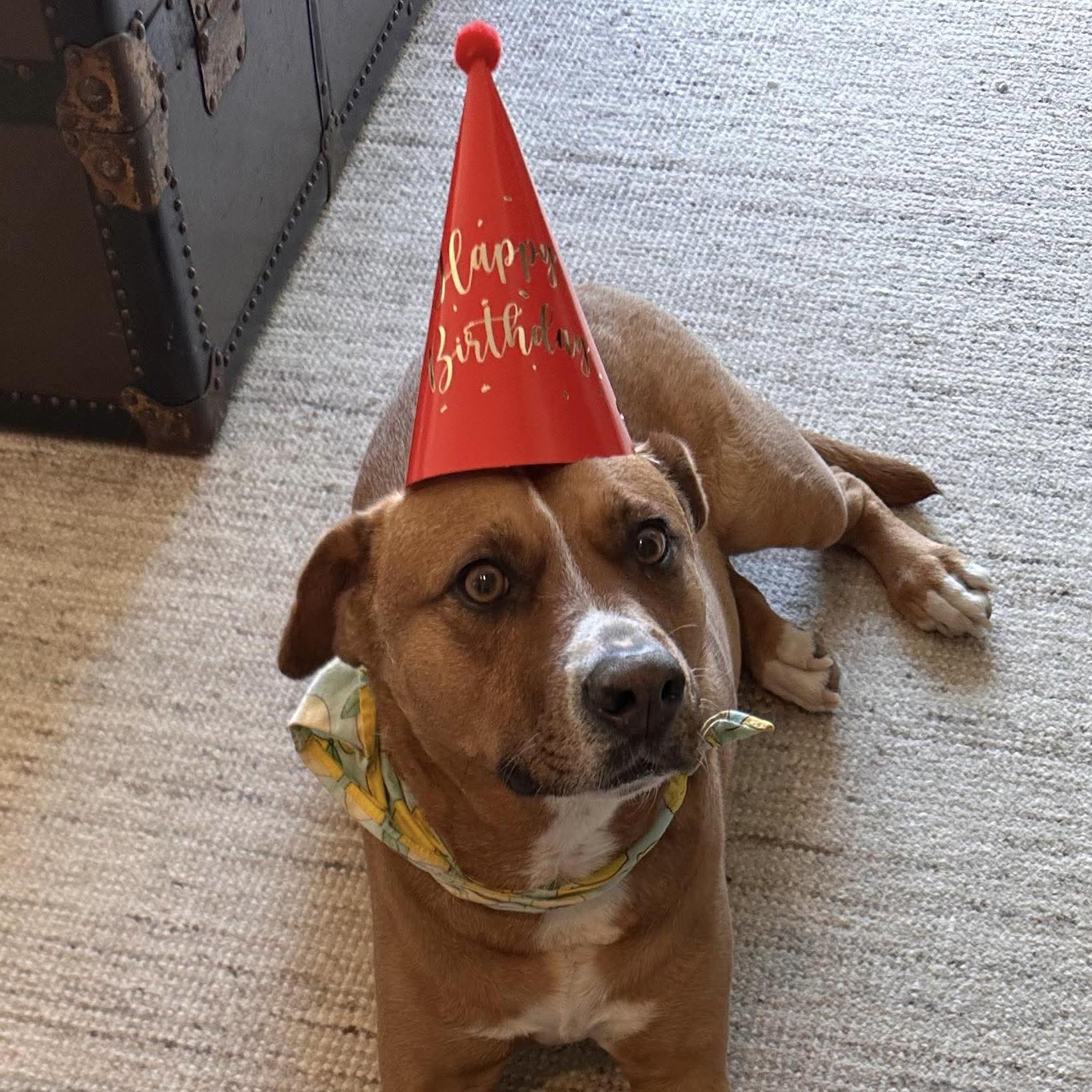 Felice, a ADOPTABLE mixed breed in Windsor, ON image 2/6