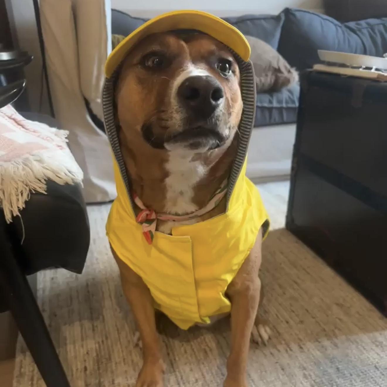 Felice, ADOPTABLE, Senior Female Mixed Breed & Labrador Retriever.