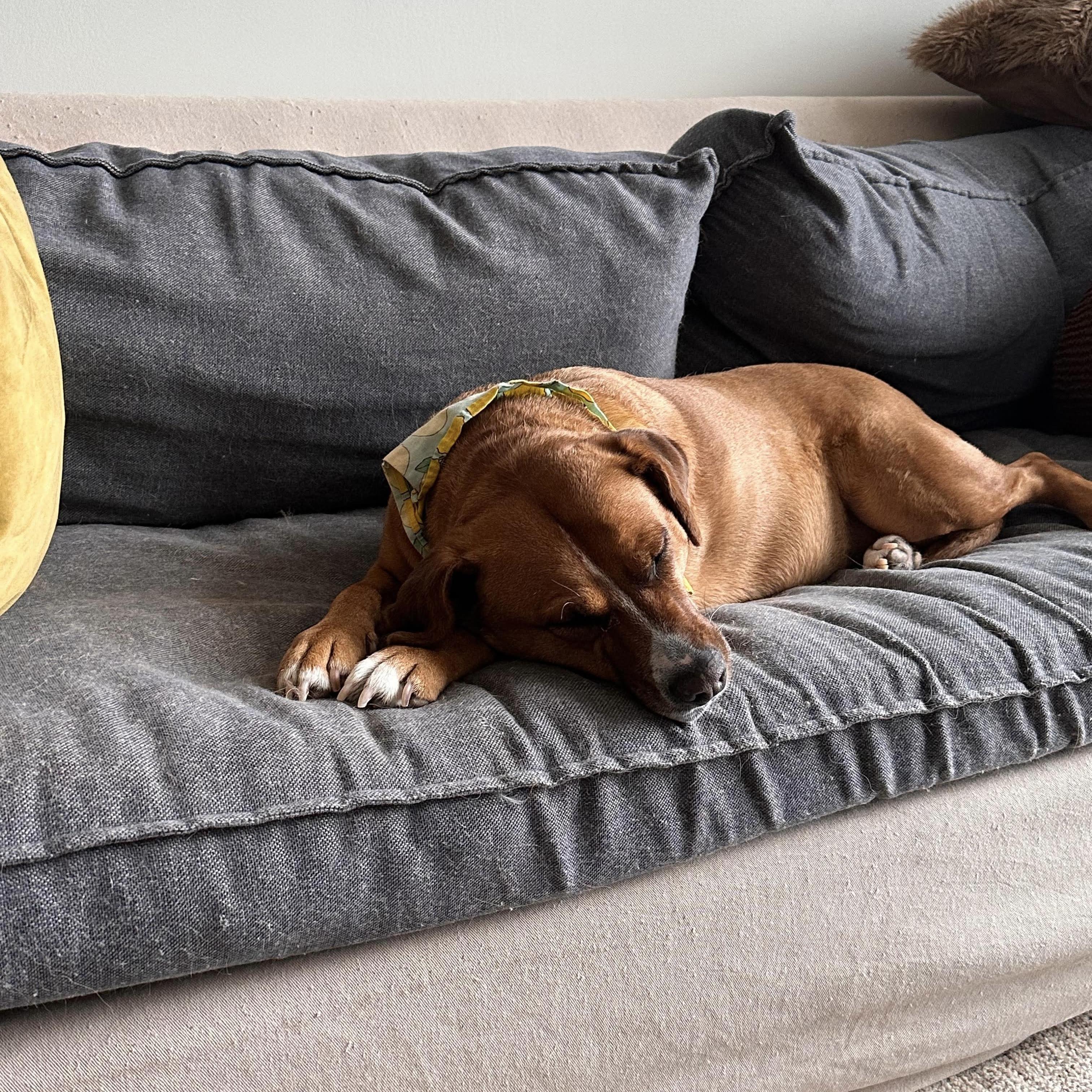 Felice, a ADOPTABLE mixed breed in Windsor, ON image 4/6