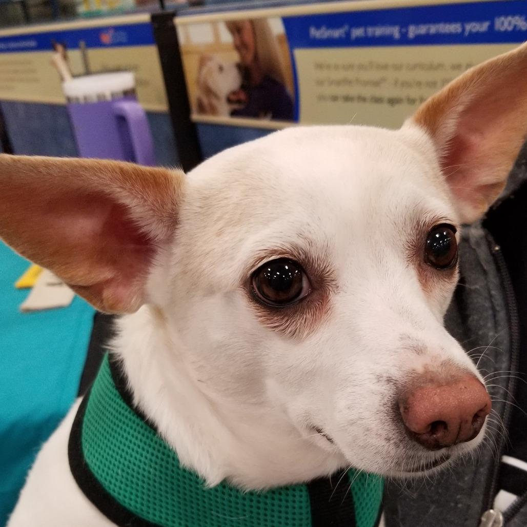Sugar, a Adoptable Chihuahua in Festus, MO image 2/4