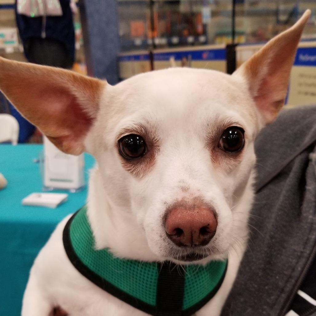 Sugar, a Adoptable Chihuahua in Festus, MO image 3/4