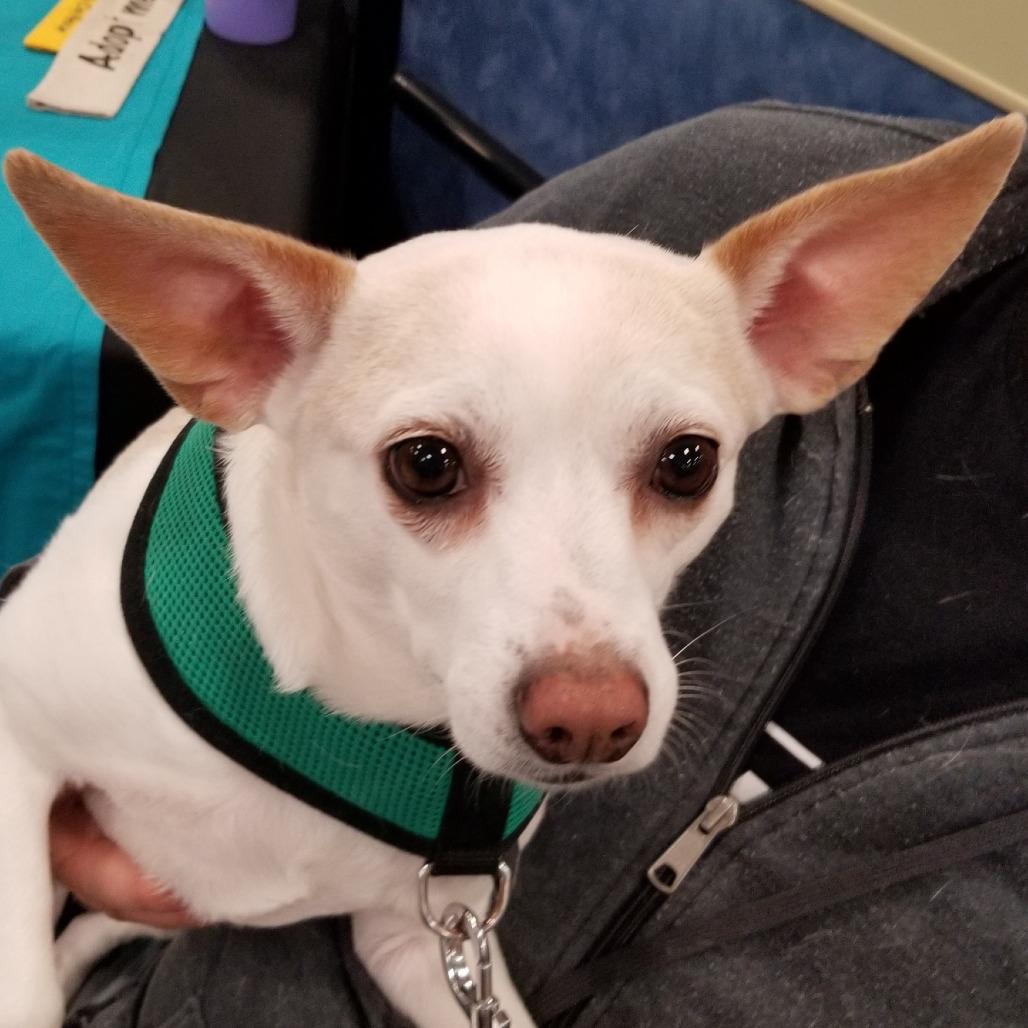 Sugar, a Adoptable Chihuahua in Festus, MO image 4/4