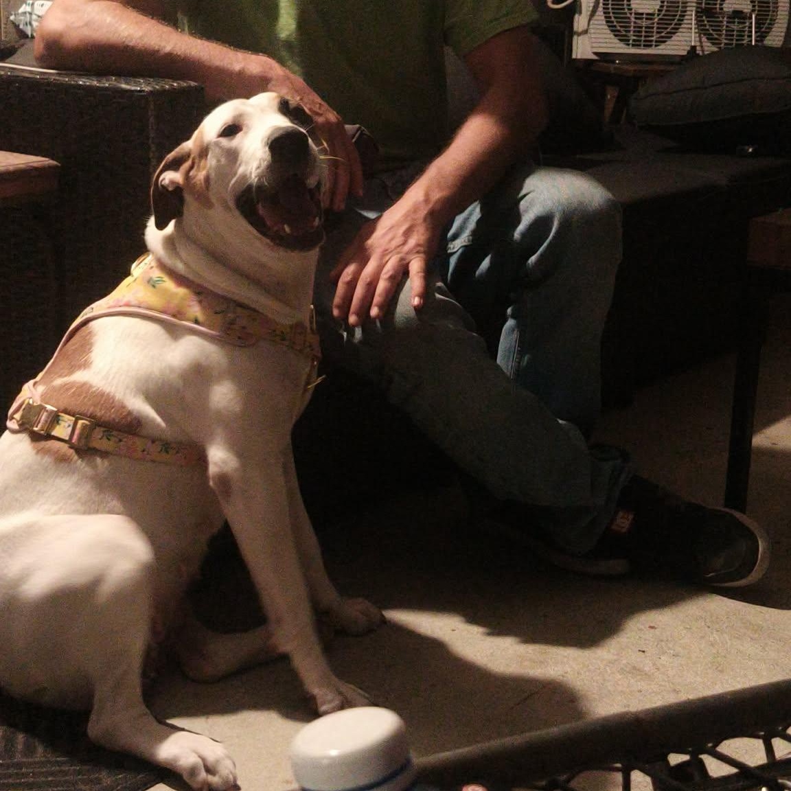 Honey, ADOPTABLE, Adult Female Hound & American Staffordshire Terrier.
