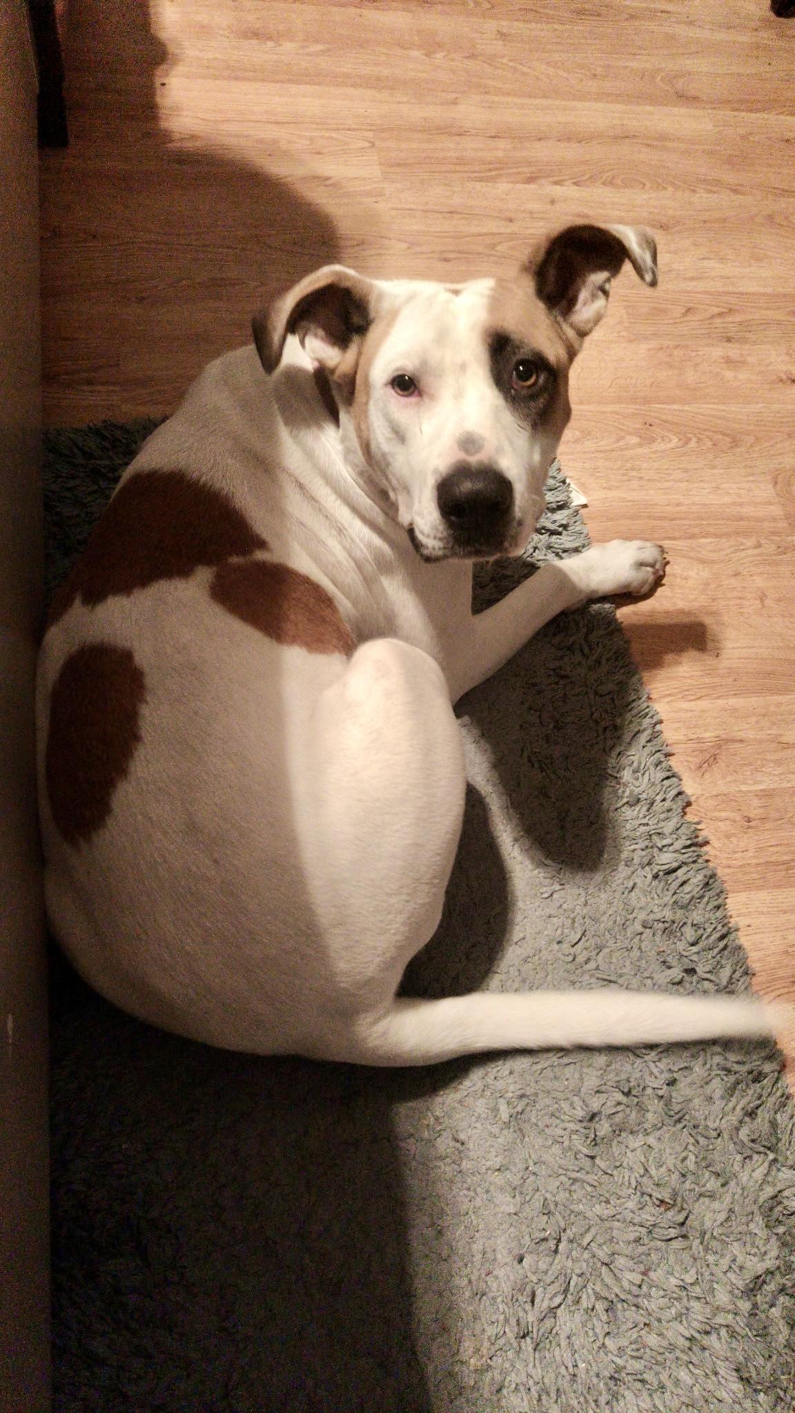 Honey, ADOPTABLE, Adult Female Hound & American Staffordshire Terrier.