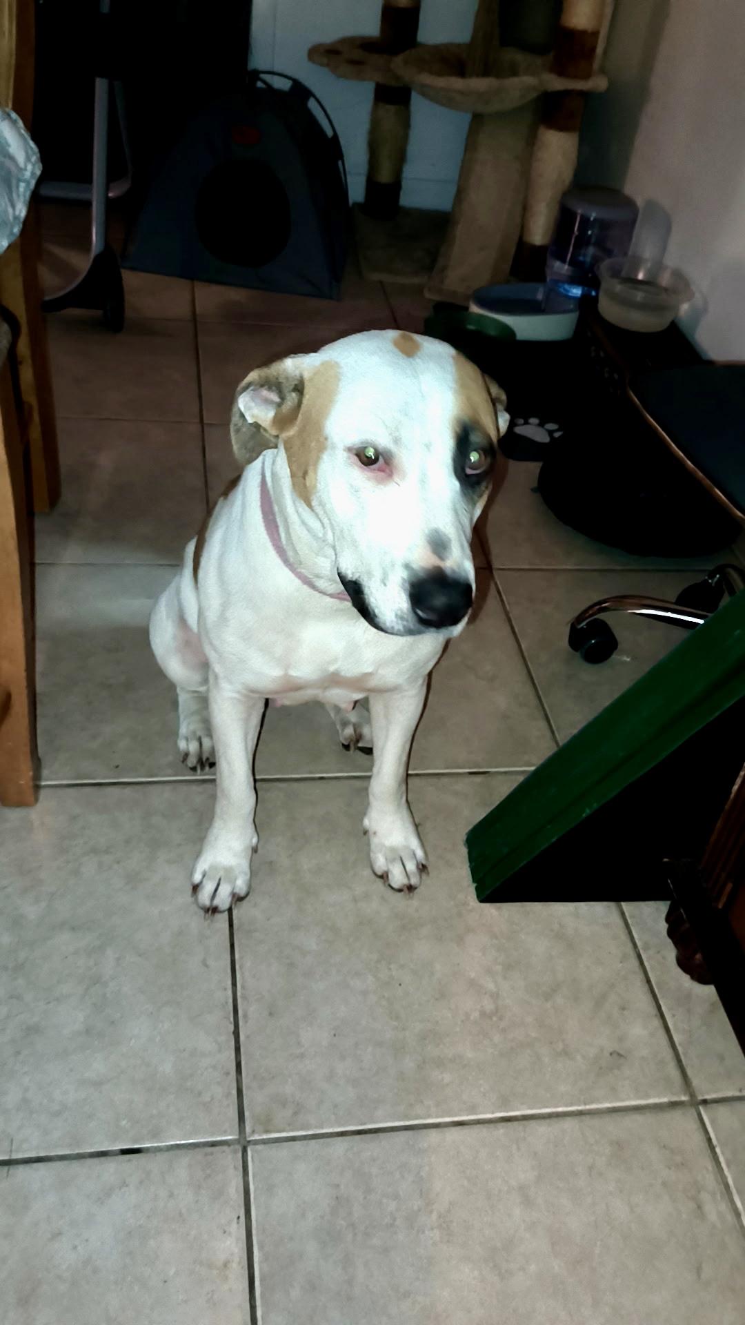 Enlarge Honey, a ADOPTABLE mixed breed in Port Saint Lucie, FL image 3/4