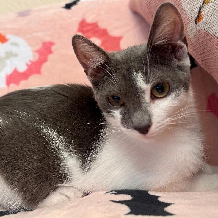 Leona — thumbnail 2