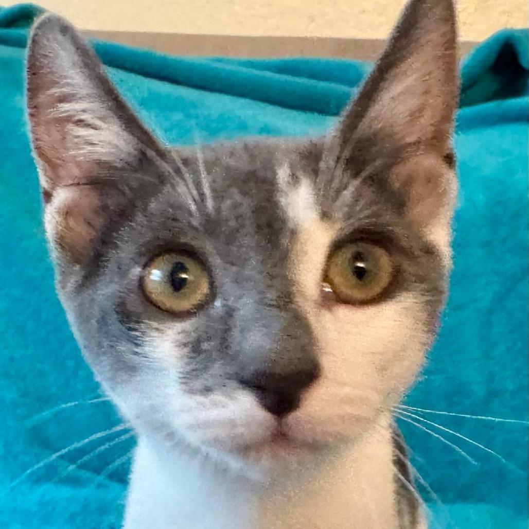 Leona — thumbnail 4