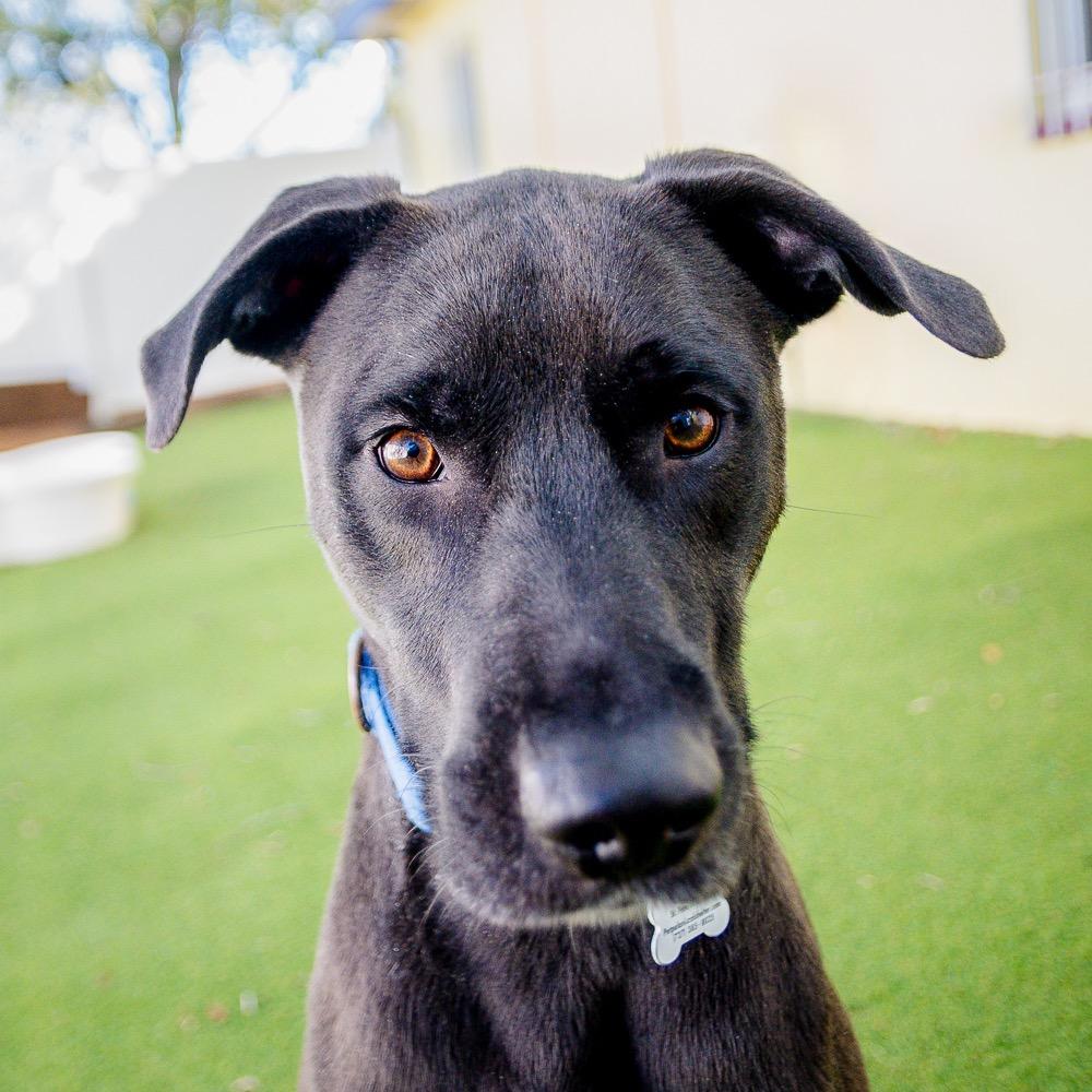 Enlarge Howie, a Adoptable mixed breed in Saint Petersburg, FL image 1/2