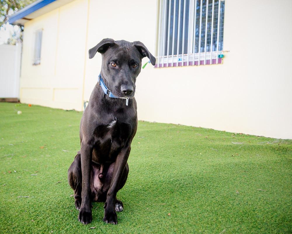 Enlarge Howie, a Adoptable mixed breed in Saint Petersburg, FL image 2/2