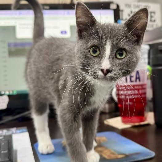 Katrina, Adopted, Kitten Female Domestic Short Hair.