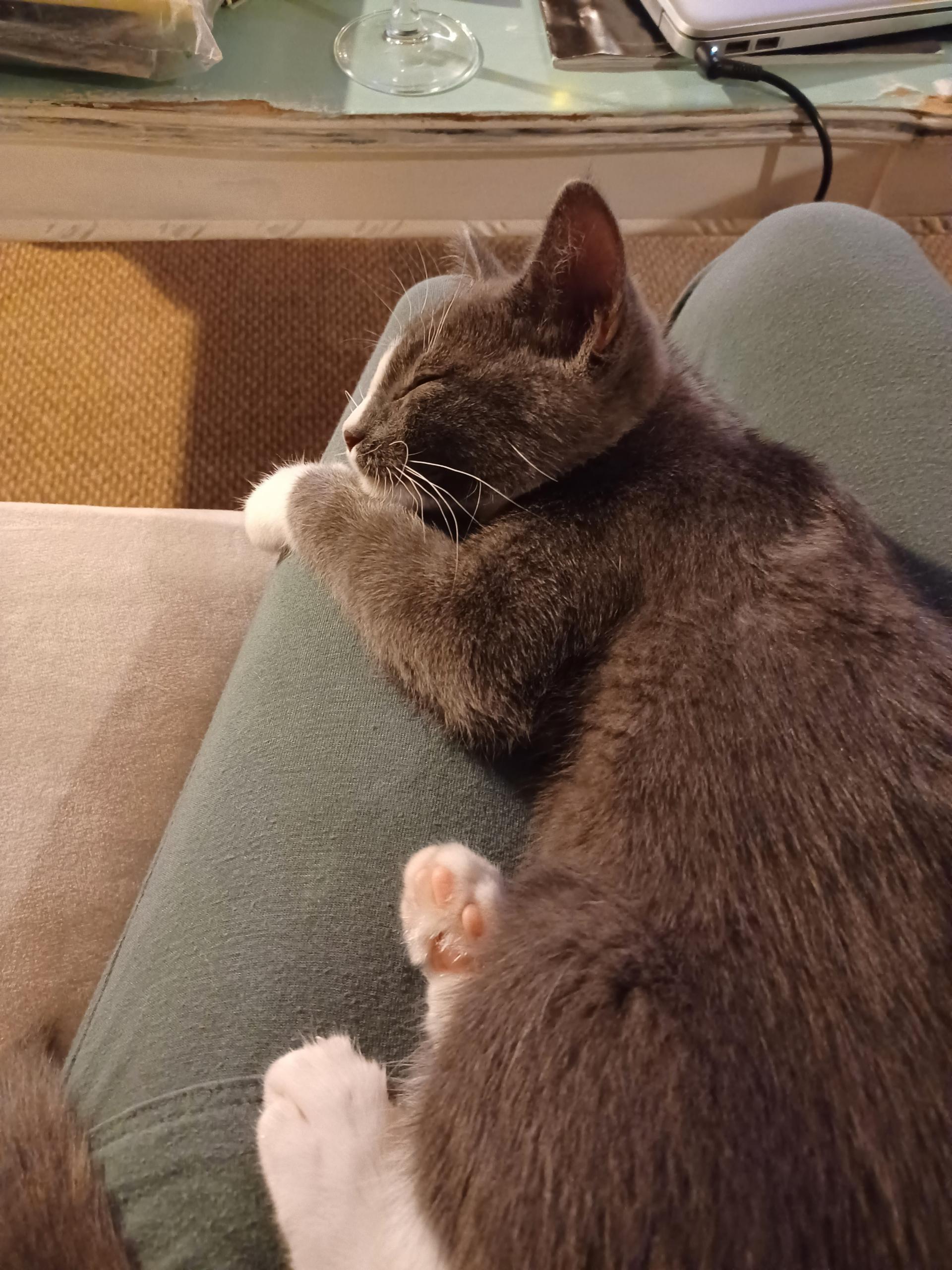 Enlarge Katrina, a Adopted mixed breed in Denver, CO image 3/6