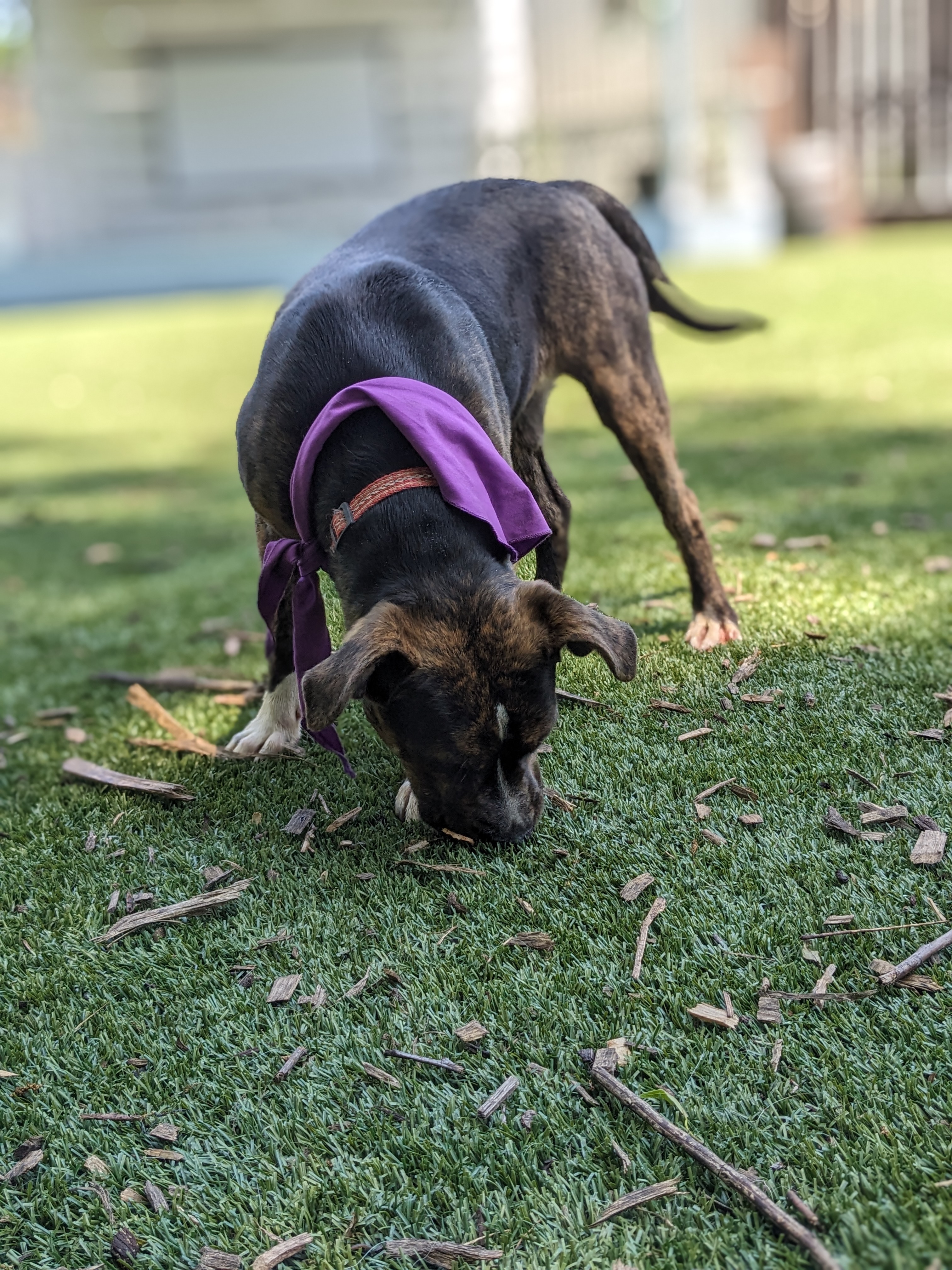 Artemis, a Adopted Mixed Breed in Huntsville, AL image 2/5