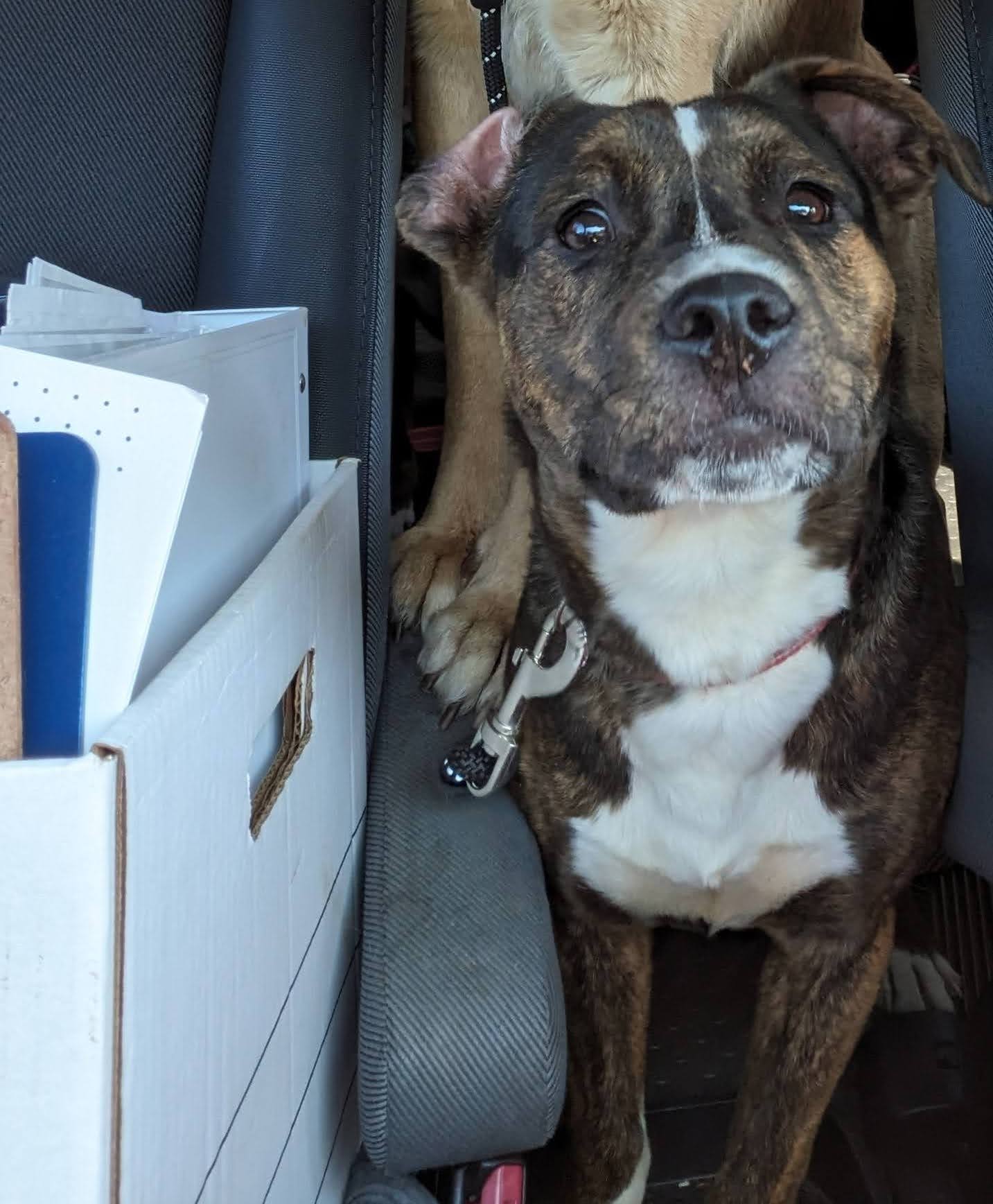 Artemis, a Adopted Mixed Breed in Huntsville, AL image 3/5