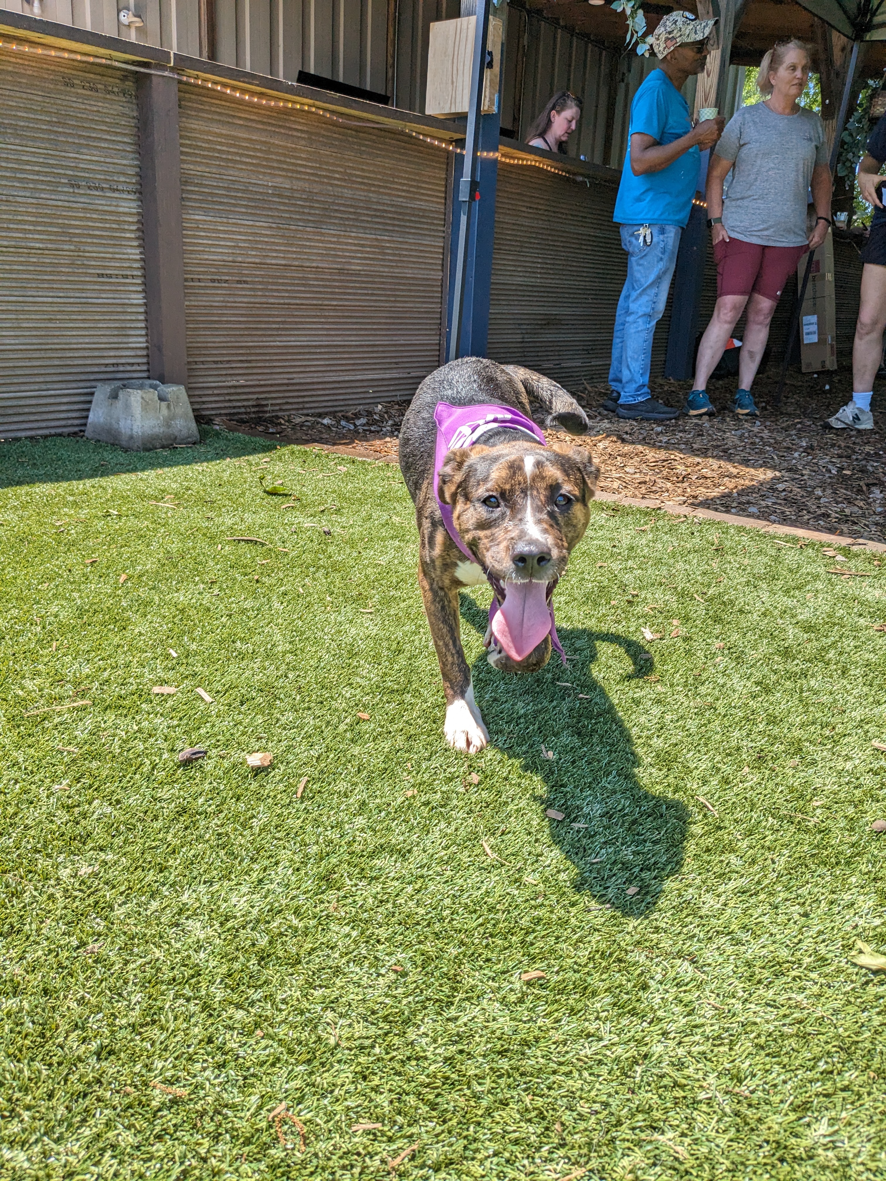 Artemis, a Adopted Mixed Breed in Huntsville, AL image 4/5