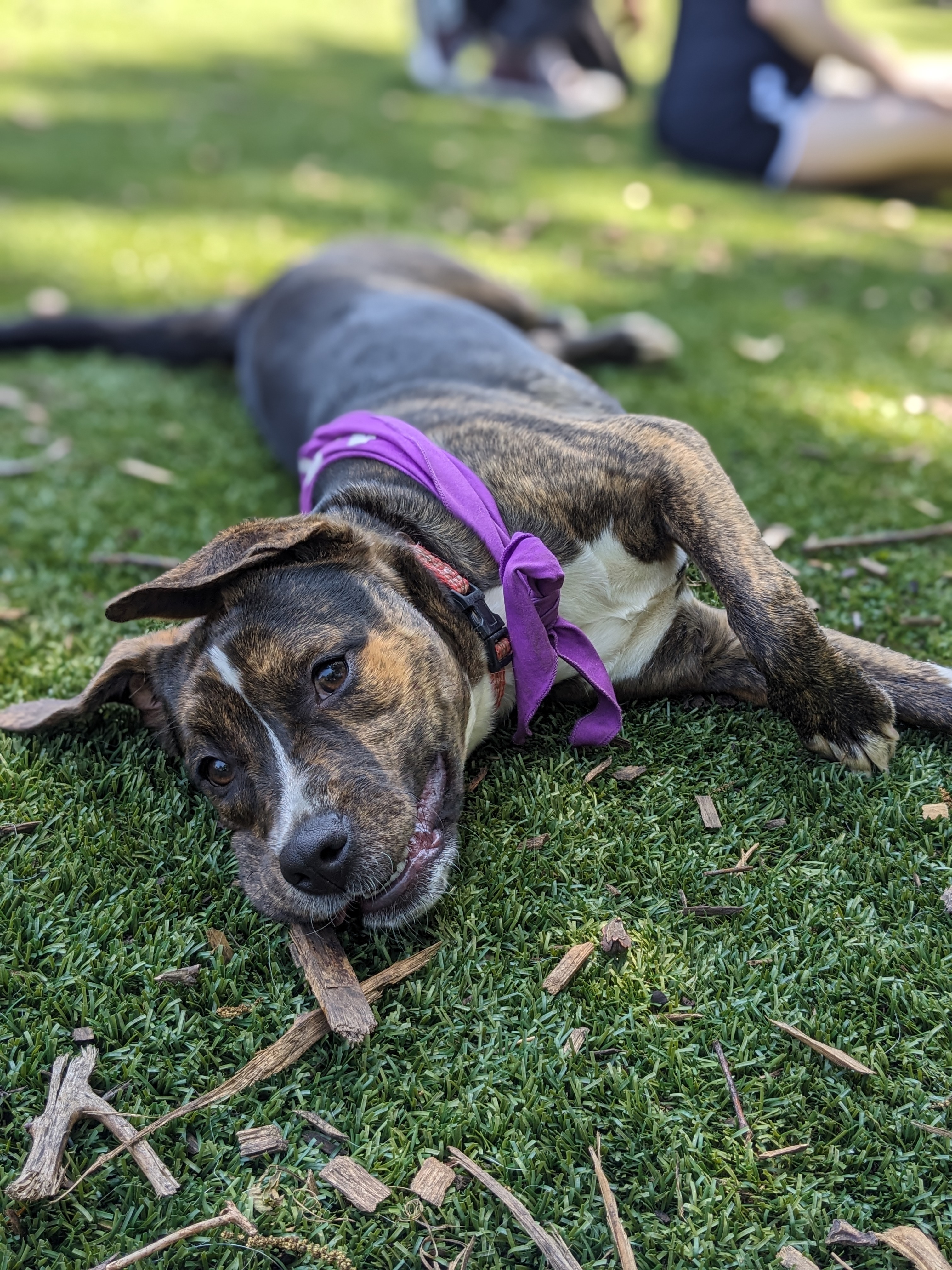 Artemis, Adopted, Young Female Mixed Breed.