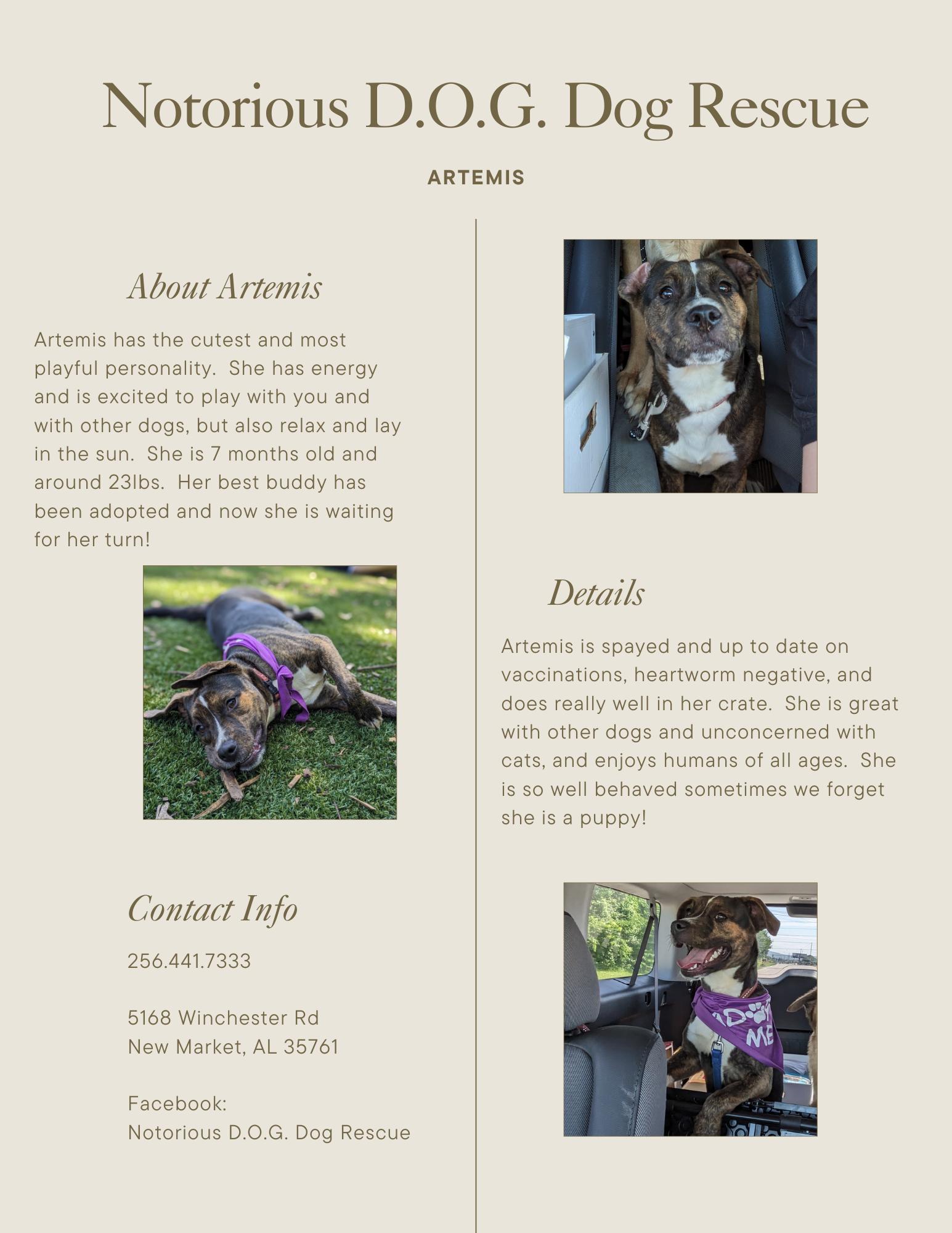 Artemis, a Adopted Mixed Breed in Huntsville, AL image 5/5