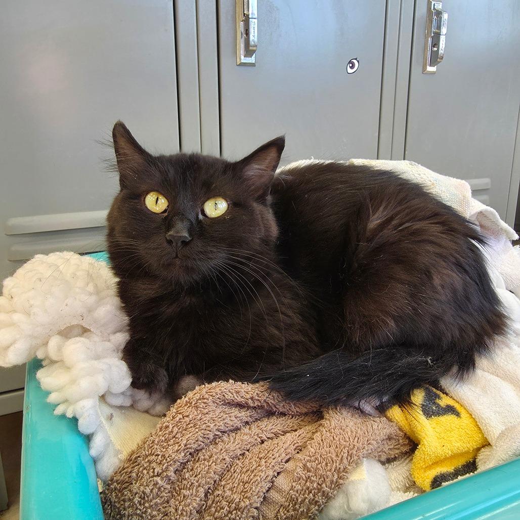 Ebony, Adoptable, Adult Female Domestic Medium Hair.