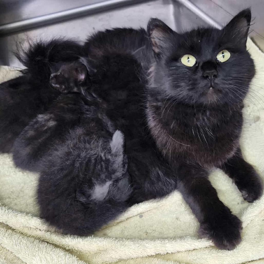 Enlarge Ebony, a Adoptable Domestic Medium Hair in Chariton, IA image 2/6