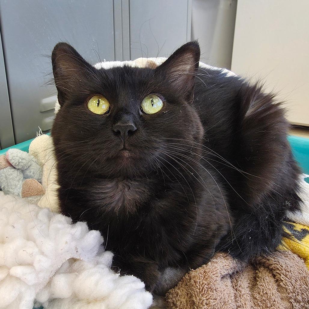 Enlarge Ebony, a Adoptable Domestic Medium Hair in Chariton, IA image 5/6