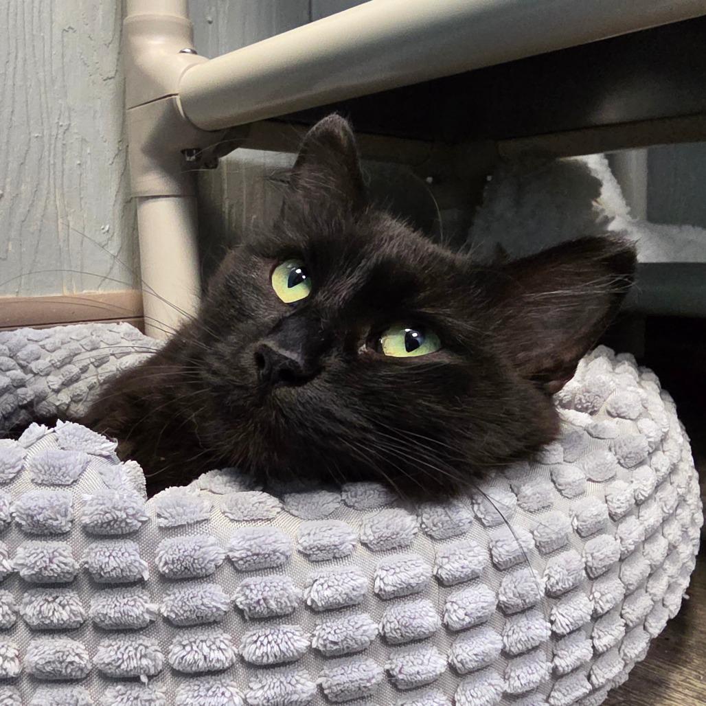 Enlarge Ebony, a Adoptable Domestic Medium Hair in Chariton, IA image 6/6