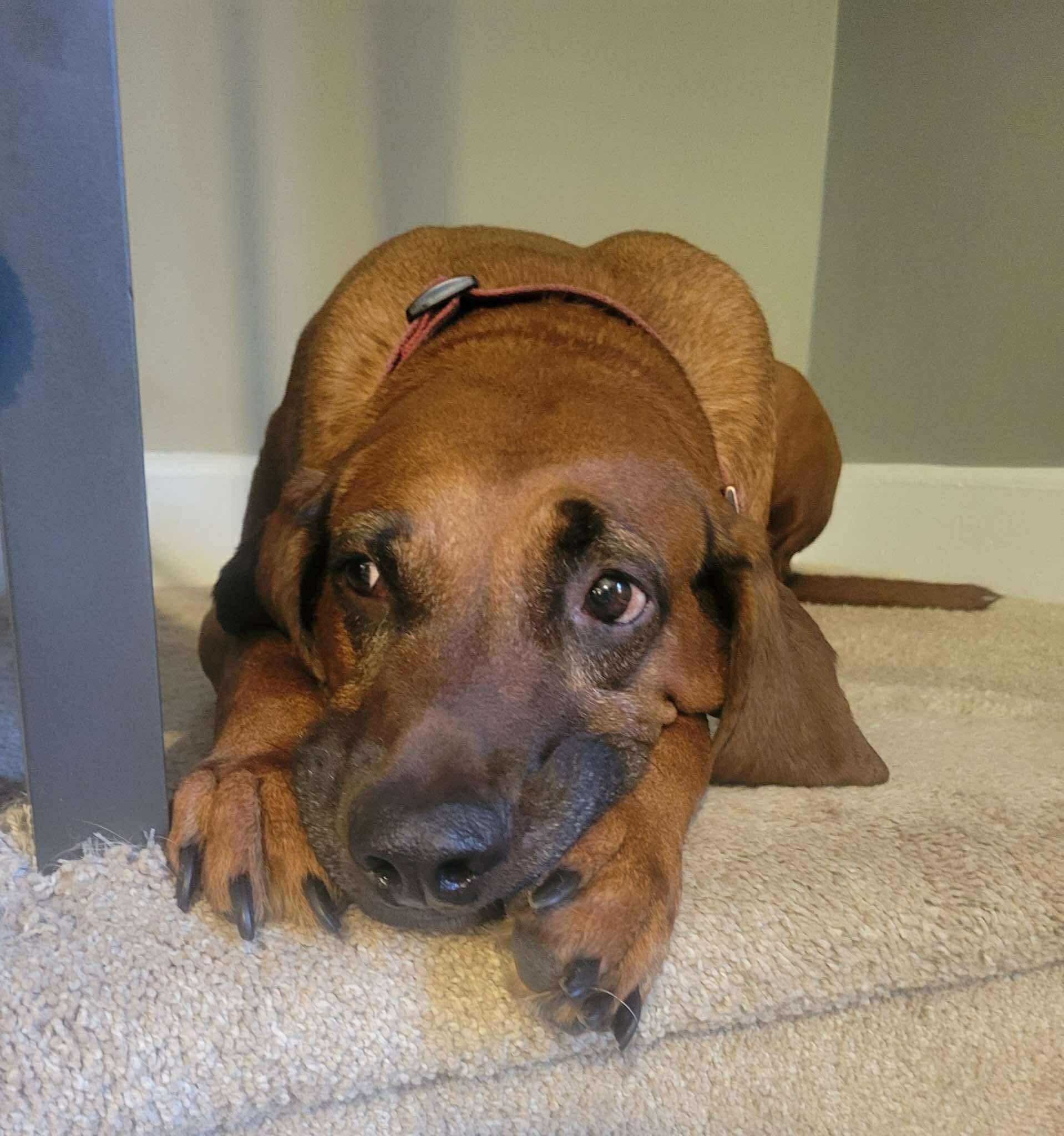 Enlarge Aaron, a Adoptable mixed breed in Westwood, NJ image 5/6