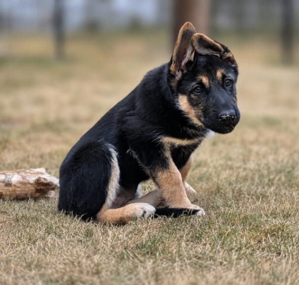 Oaklee, a Adoptable mixed breed in Seattle, WA image 1/6
