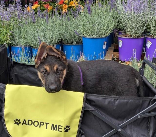 Oaklee, a Adoptable mixed breed in Seattle, WA image 2/6