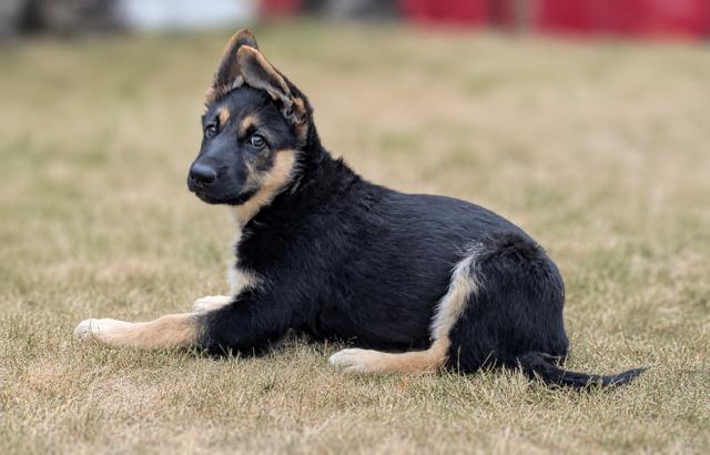 Oaklee, a Adoptable mixed breed in Seattle, WA image 3/6