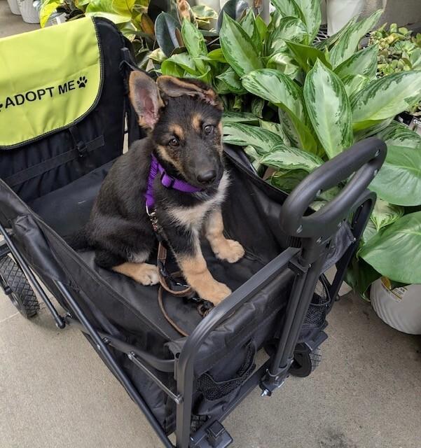 Oaklee, a Adoptable mixed breed in Seattle, WA image 5/6