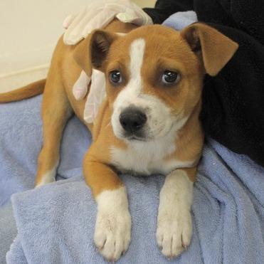 Enlarge Scrappy, a Adoptable Pit Bull Terrier in Birmingham, AL image 1/2