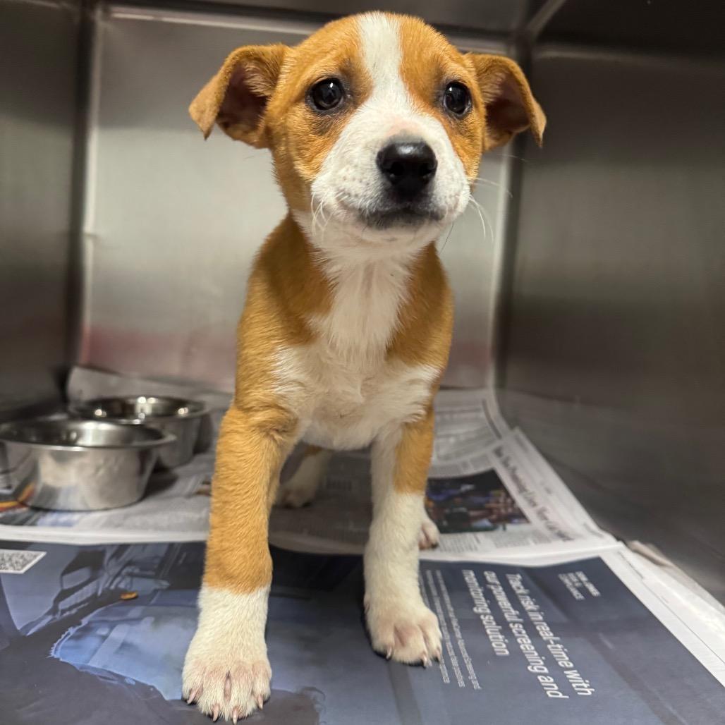 Scrappy — thumbnail 2