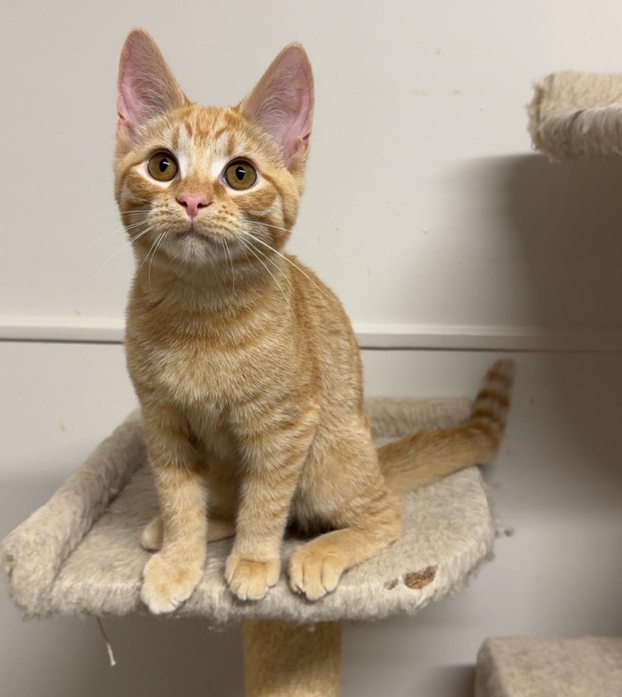 Fergus, Adoptable, Young Male Domestic Short Hair.