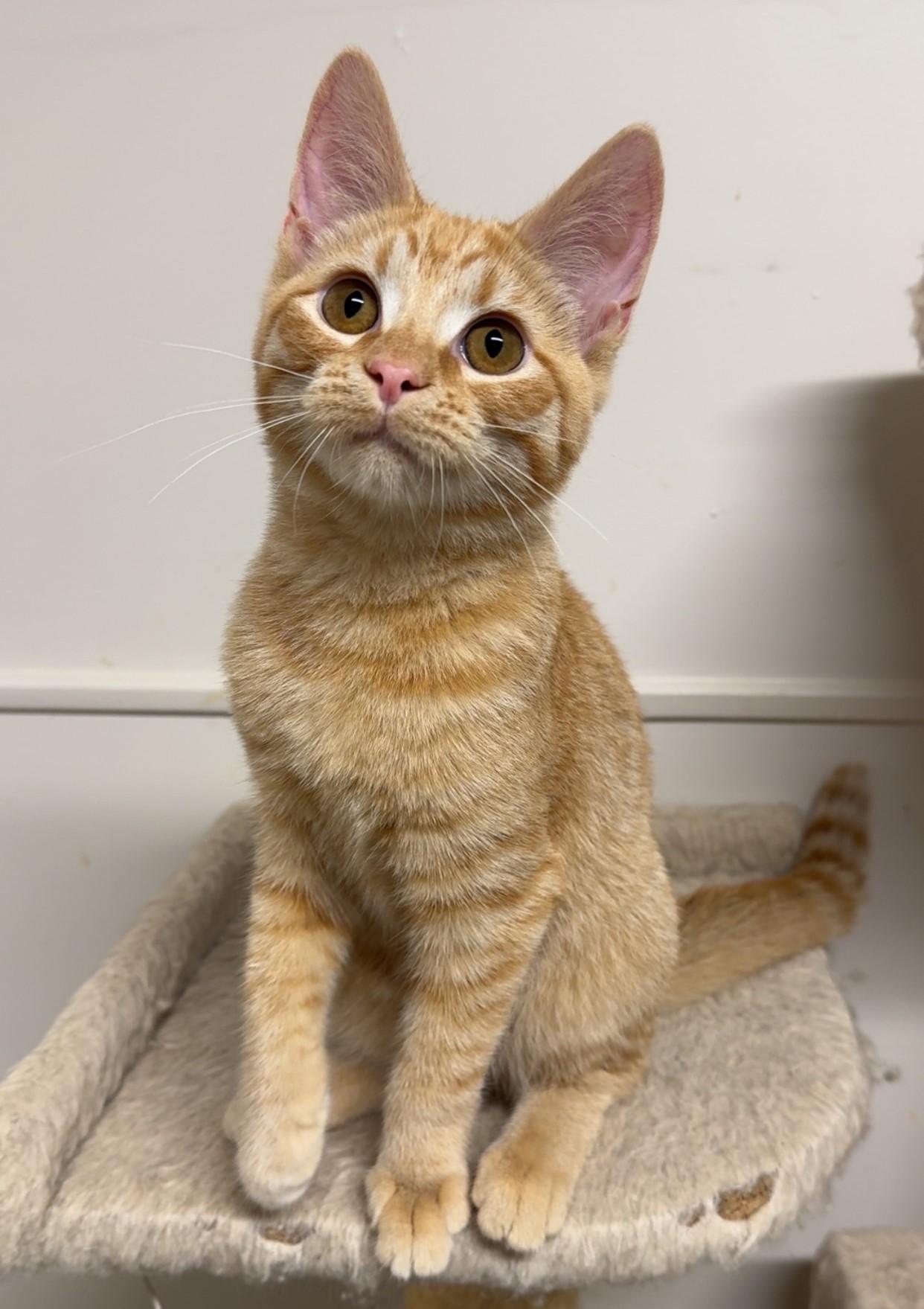 Enlarge Fergus, a Adoptable Domestic Short Hair in Kearneysville, WV image 2/2